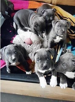 Blue Staffordshire bull puppies forsale